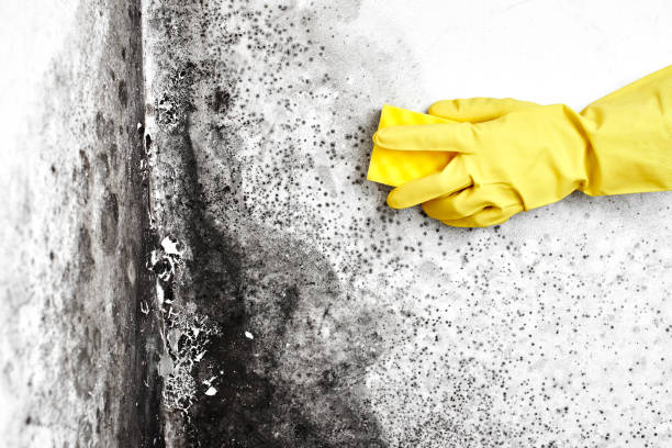 Best Residential Mold Removal  in Bryan, OH