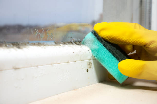 Best Mold Cleaning Services  in Bryan, OH