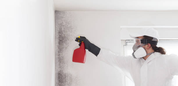 Attic Mold Removal in Bryan, OH