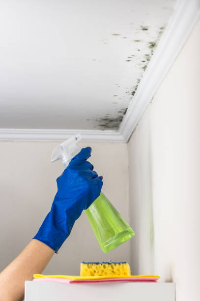 Best Certified Mold Removal  in Bryan, OH