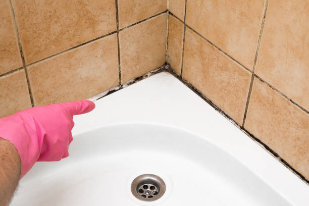 Best Mold Damage Repair  in Bryan, OH